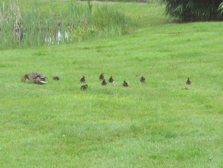 Ducklings