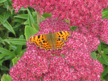 Comma on Sedum