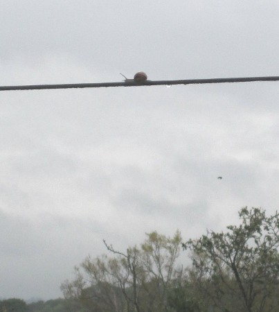 snail on a wire
