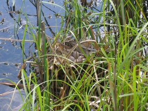 Moorhen nest