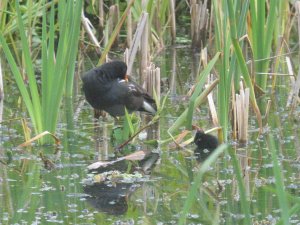 moorhen and chick