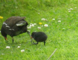 moorhen and chick