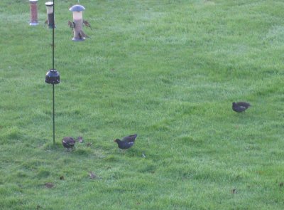 Moorhen chicks return
