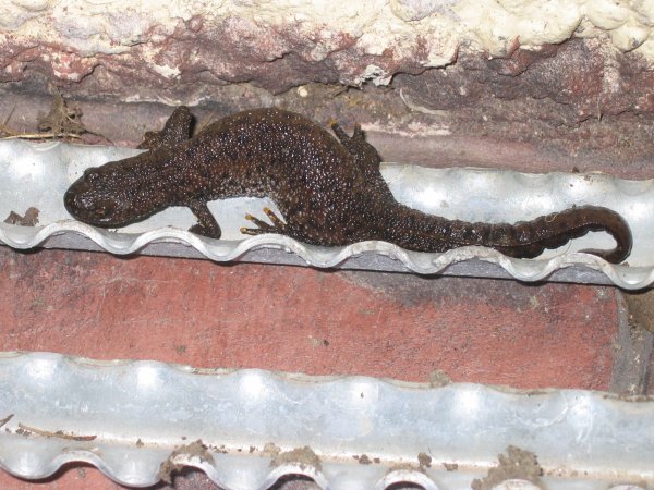 Great crested newt