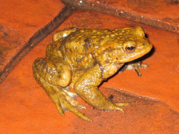 Common toad on the patio