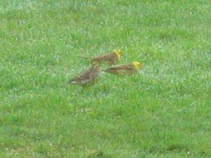 Yellowhammers