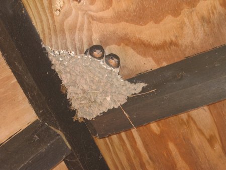 swallow on nest