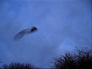 Starlings at Ham Wall