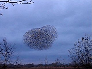 Starlings at Ham Wall (2)