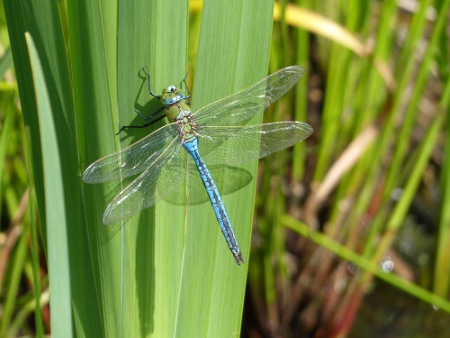 Emperor dragonfly