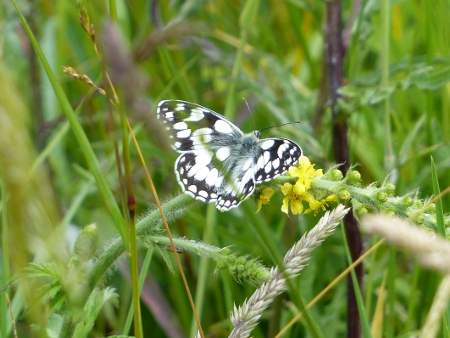Marbled white