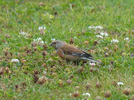 Male Linnet