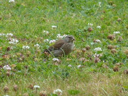 Female Linnet