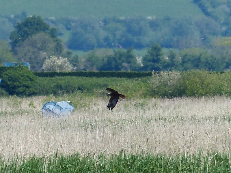 Marsh Harrier