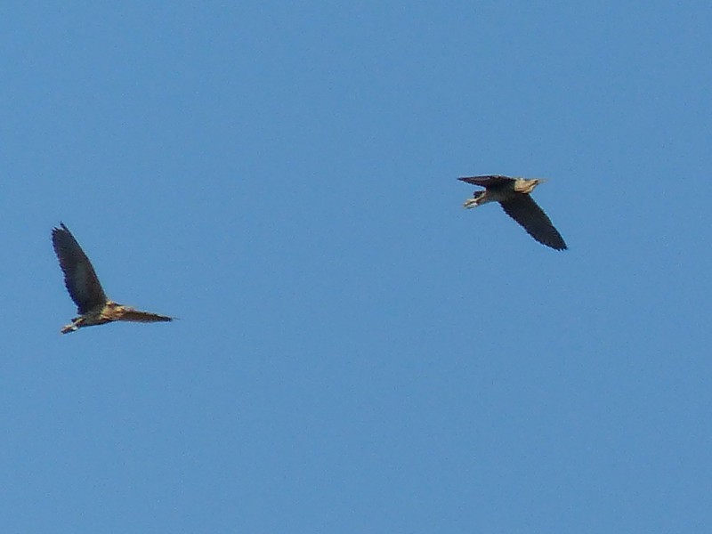 Pair of Bitterns