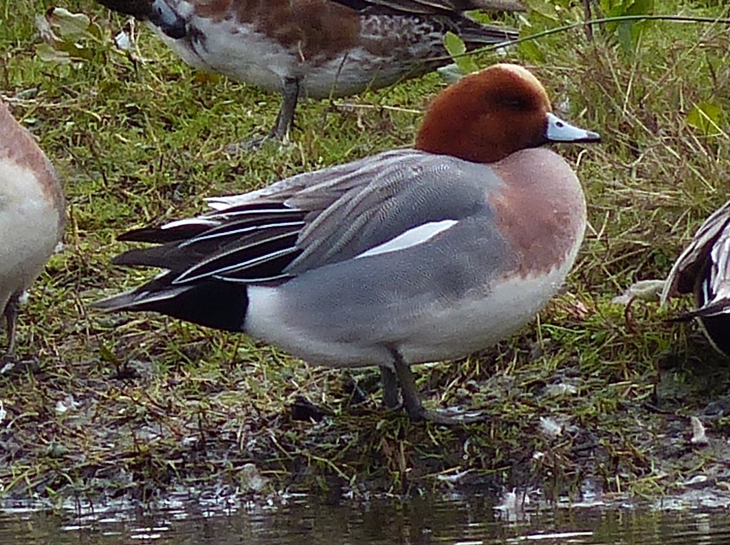 Wigeon
