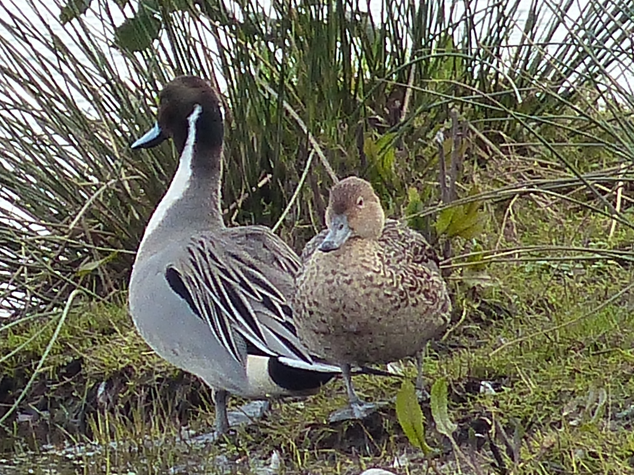 Pintails