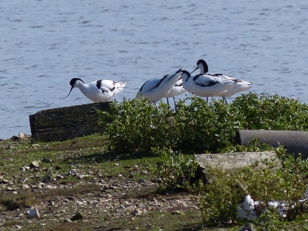 avocet