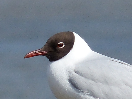 Black headed Gull