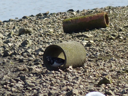 Turnstone in a pipe